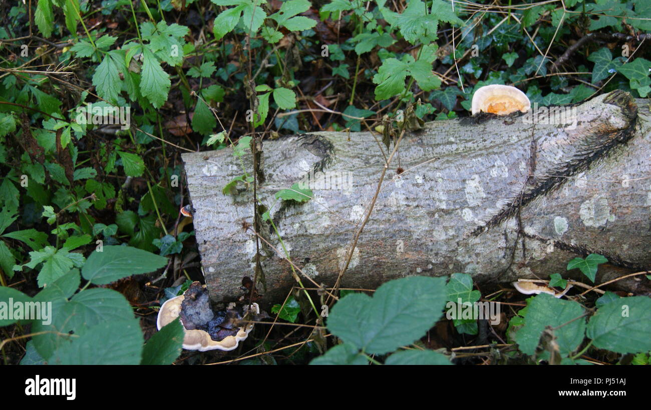 Gesägt Baumstamm mit Fliegenpilzen Stockfoto