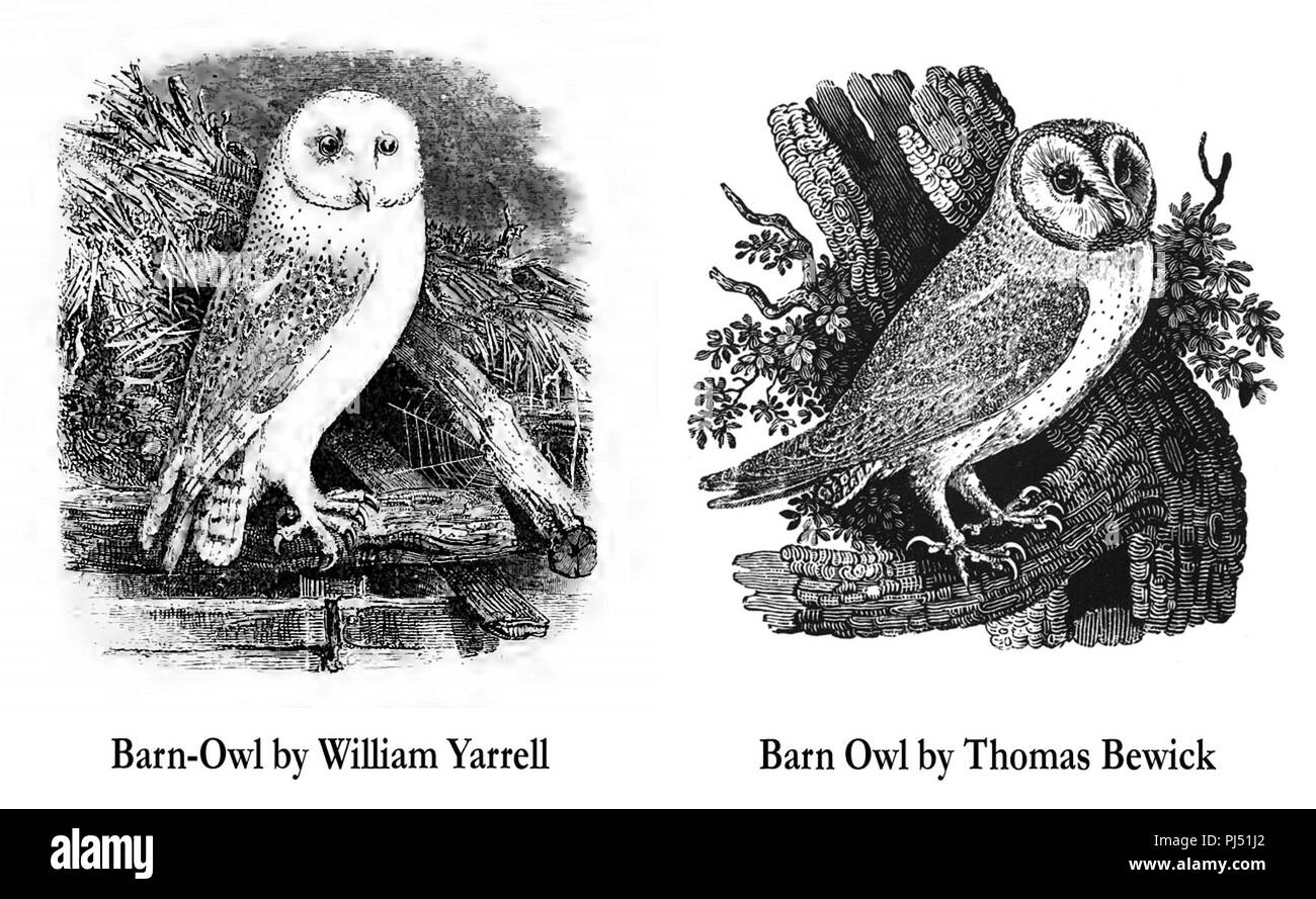 Barn Owl (Geschichte der britischen Vögel) William Yarrell - Thomas Bewick. Stockfoto