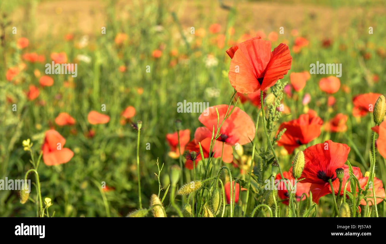 Rote Mohnblumen im Feld Stockfoto