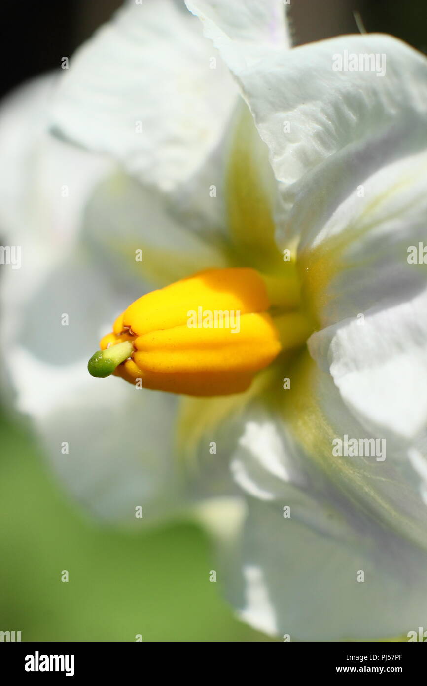 Solanum tuberosum. Blumen der britischen Queen' Kartoffelsorte, Sommer, Großbritannien. Hauptversammlung Stockfoto