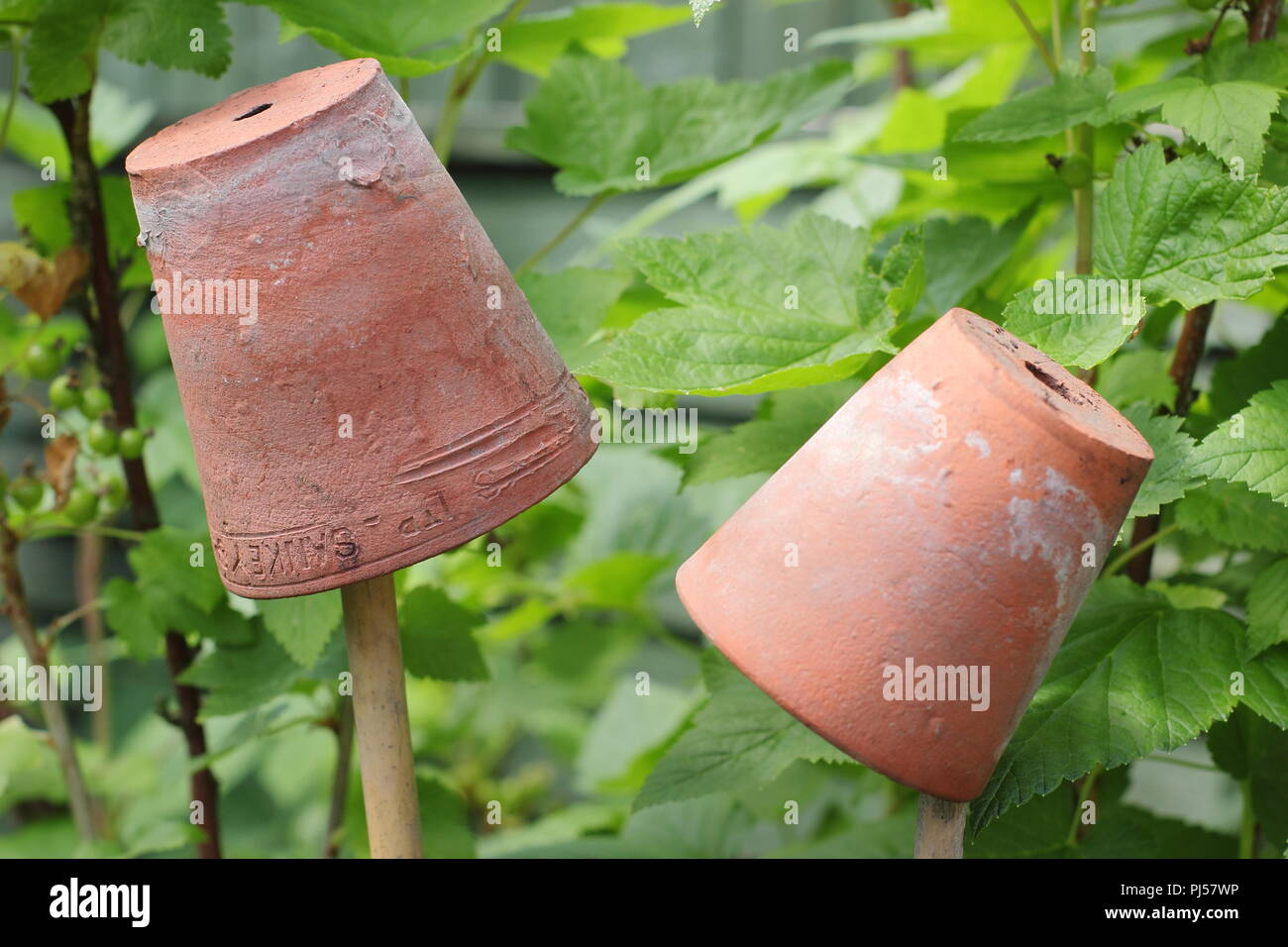 Zuckerrohr toppers. Kleine Tongefäße auf der Oberseite von Bambusrohren, um Augenverletzungen im Garten verhindern Stockfoto