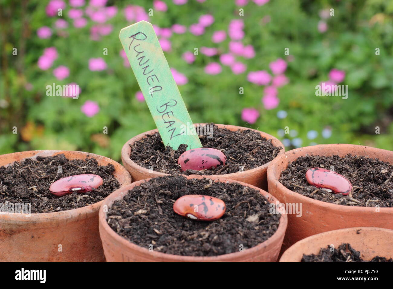 Phaseolus coccineus. Aussaat Prunkbohne Enorma'' Samen in Tontöpfen, UK. Enorma Vielfalt. Stockfoto