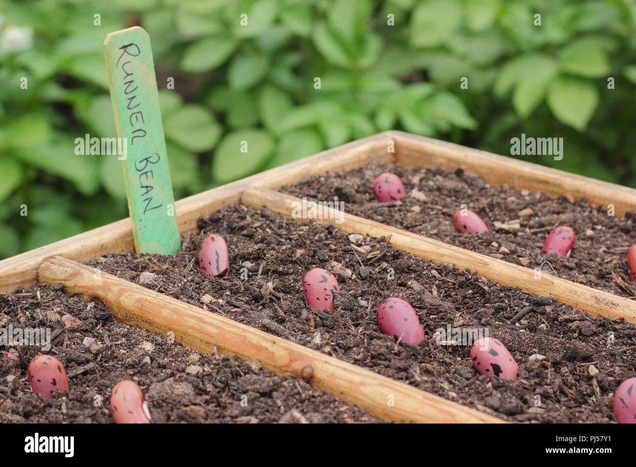 Phaseolus coccineus. Aussaat Prunkbohne Enorma'' Samen in einem hölzernen Samenbehälter, Großbritannien Stockfoto