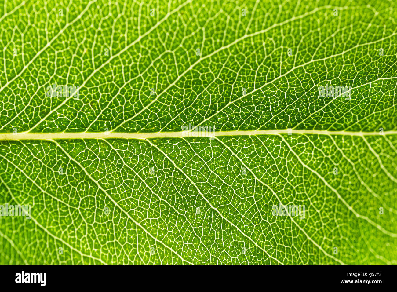 Close-up green leaf Textur. Makro Detail der frischen Pflanze Blatt mit Abzweigung von Venen und Struktur. Hintergrundbeleuchtung. Abstrakte natürlichen Hintergrund. Stockfoto