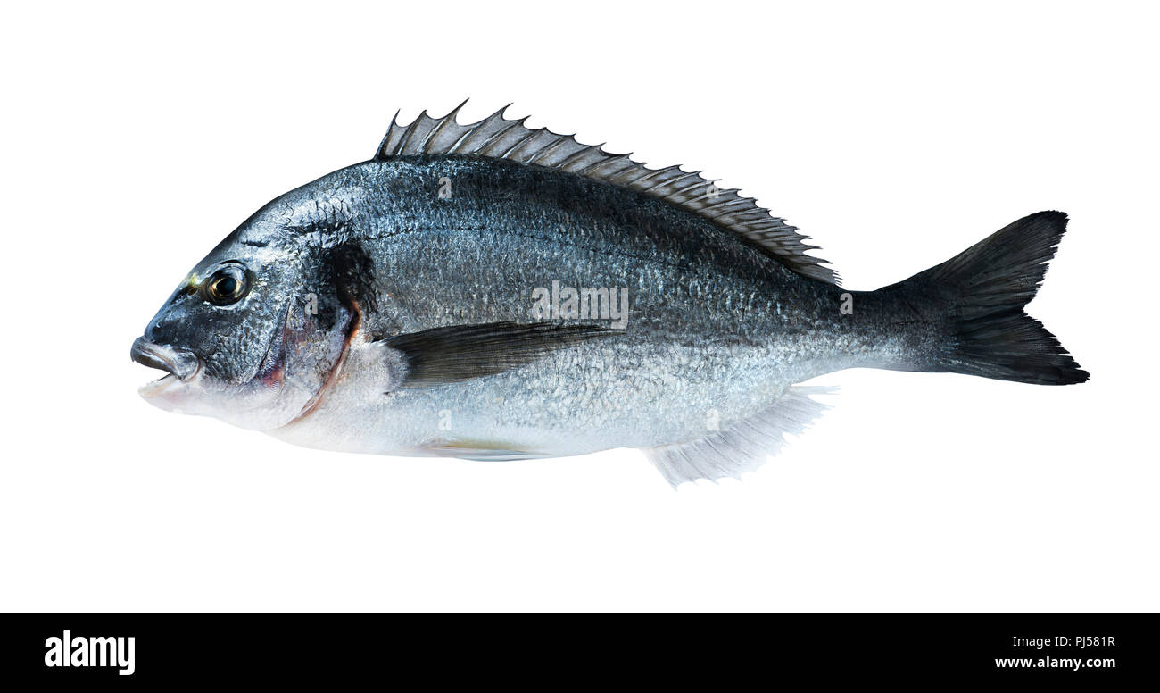 Frischer Fisch dorado Dorade auf Schwarzes Brett mit Salz zum Kochen Zeitschriften und Rezepte Stockfoto