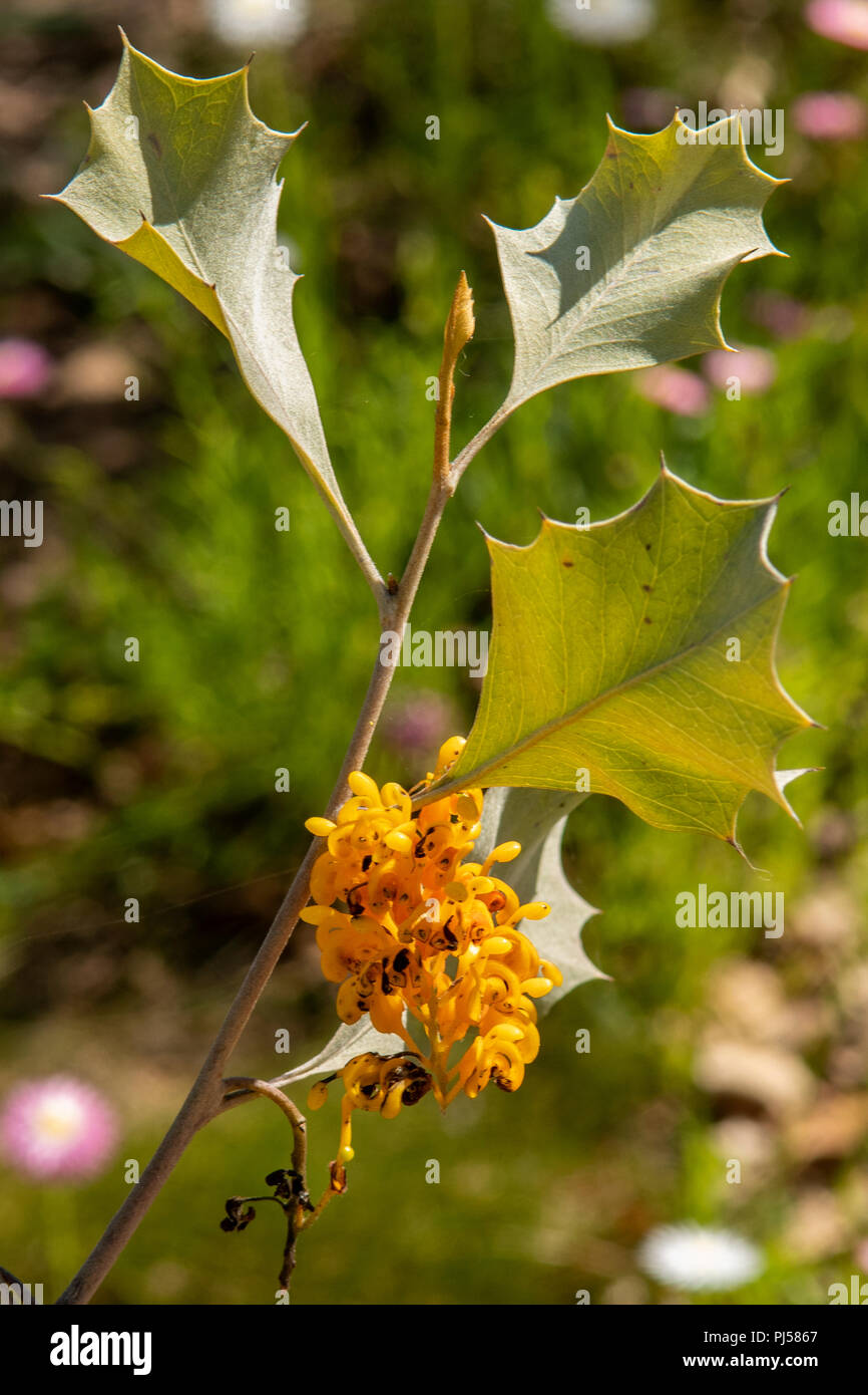 Maireana carnosa, Cottony Bluebush Stockfoto