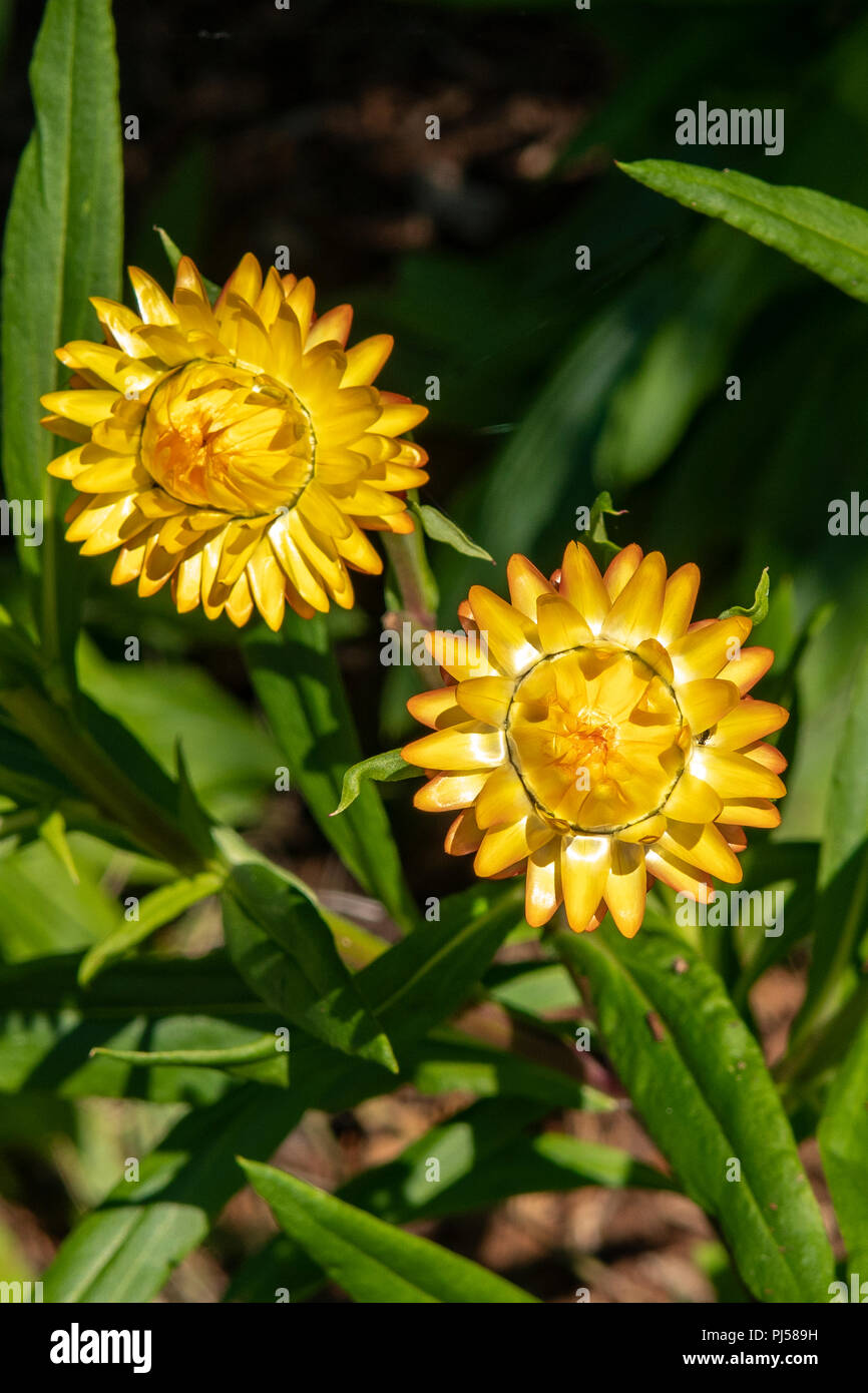 Xerochrysum bracteatum, goldene Strohblumen Stockfoto