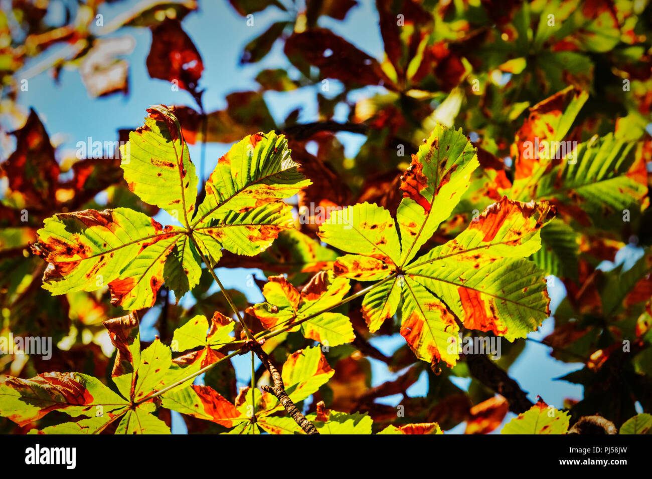 Schöne Rosskastanie Blätter gegen den blauen Himmel, Texturen und Farben hervorgehoben, niedrige Winkel anzusehen. Stockfoto