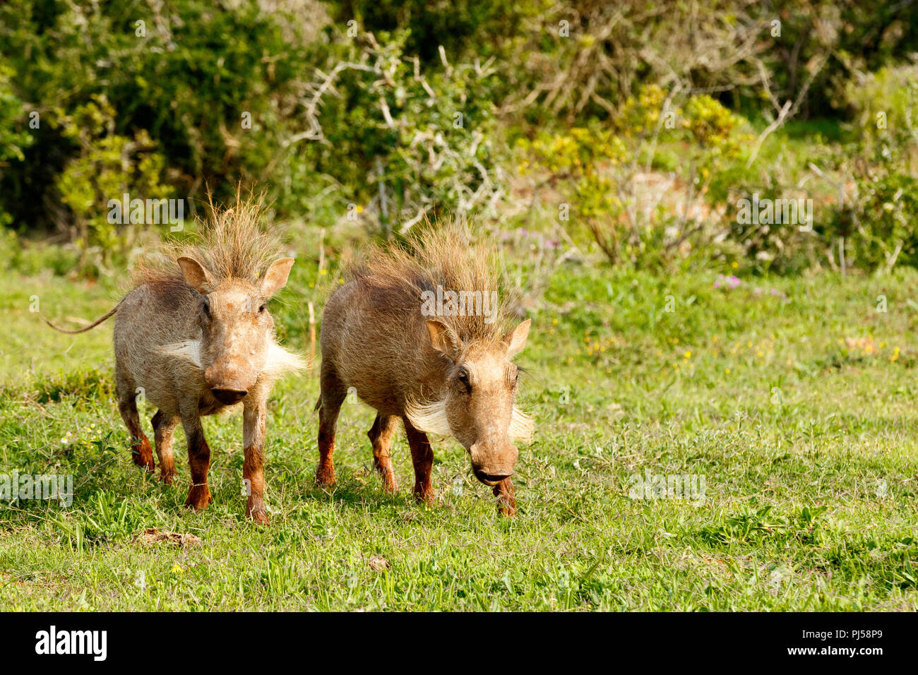 Warthogs stehen mit ihren punk Frisuren in das Feld ein. Stockfoto