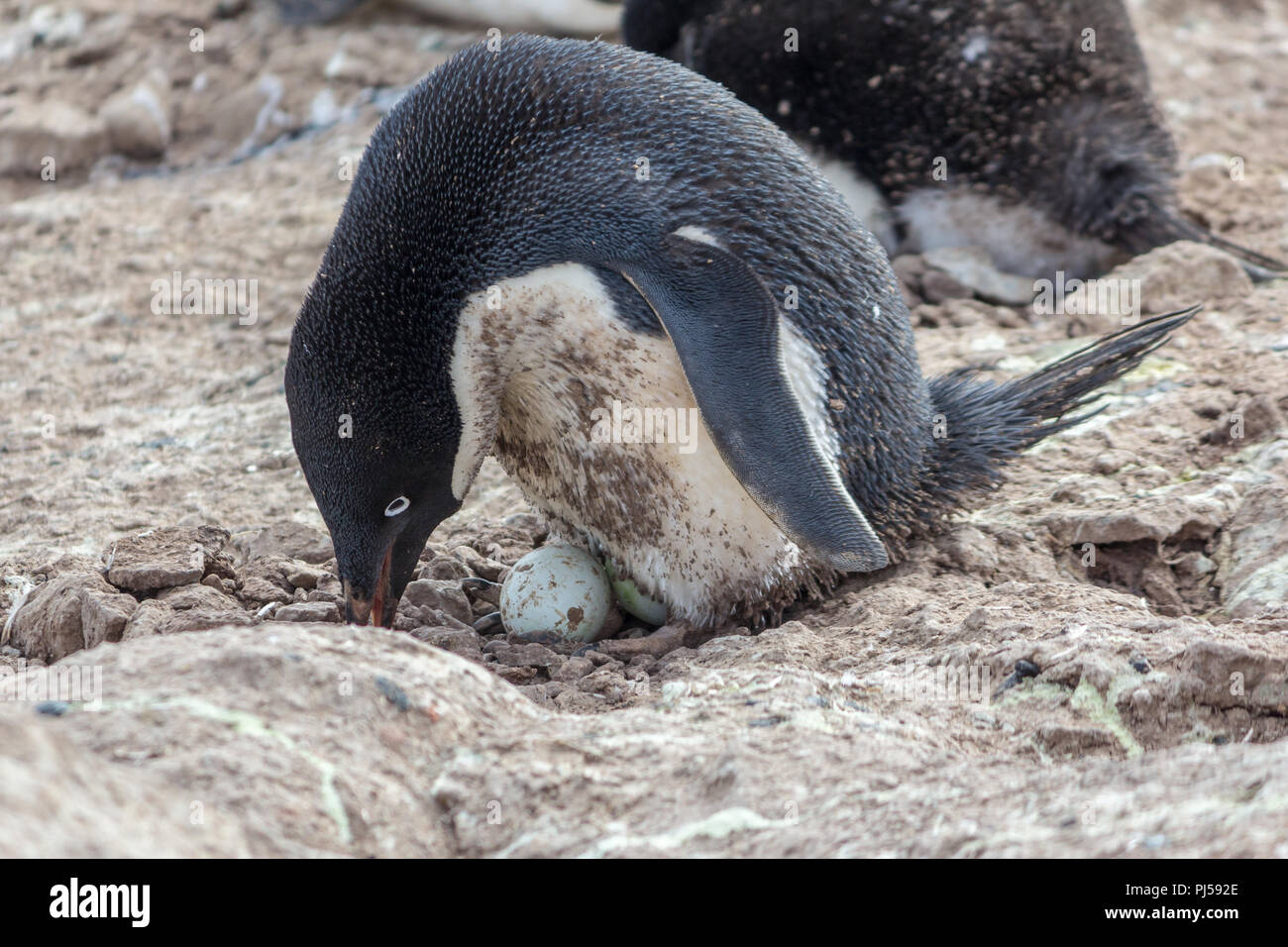 Adelie Pinguin sitzen auf den Eiern Stockfoto