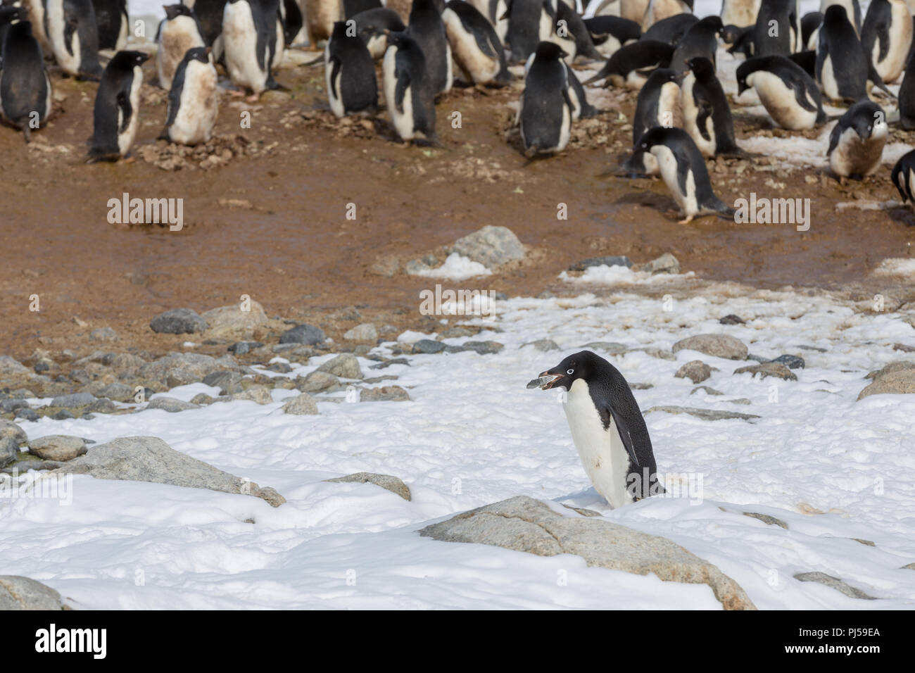 Adelie Pinguin mit einem Rock für ein Nest. Shirley Island in der Antarktis. Stockfoto