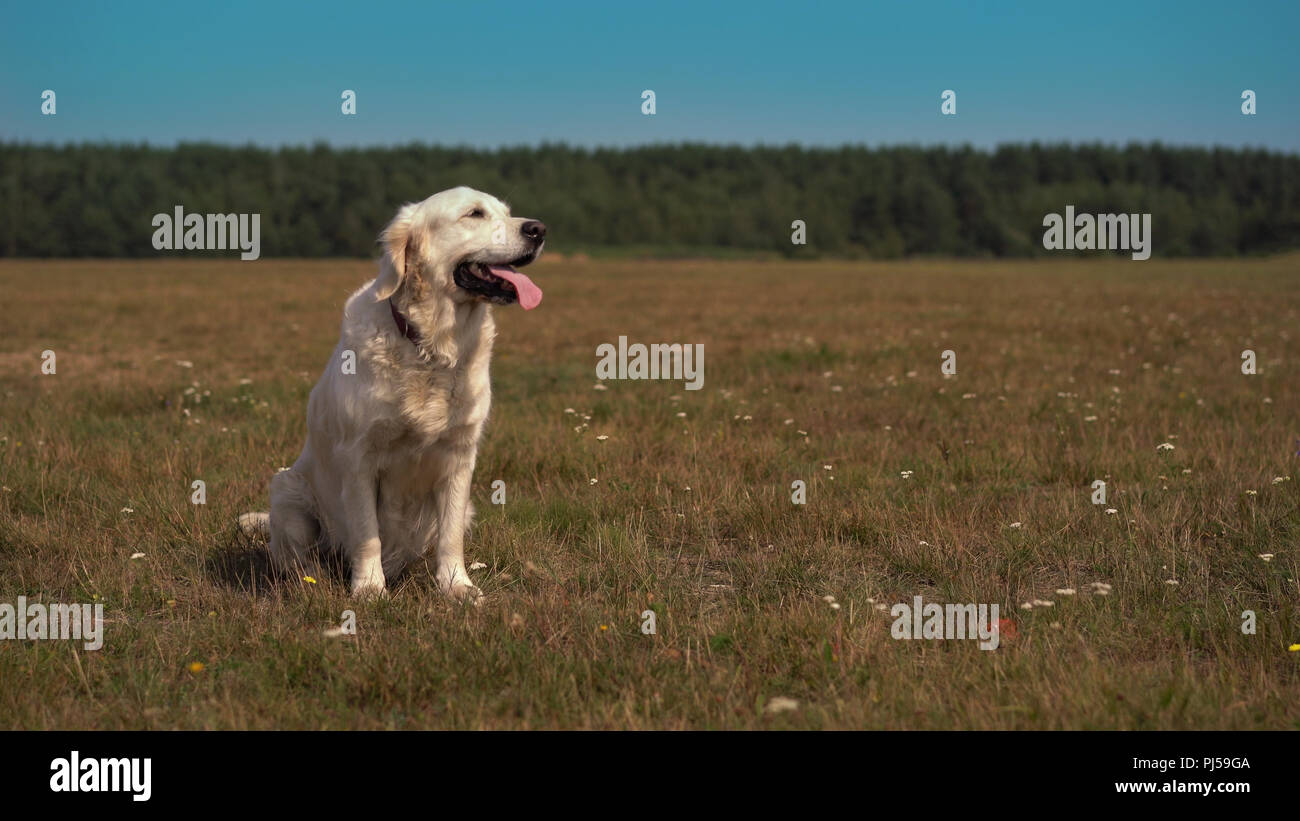 Glücklich leben der Haustiere - schöne Golden Retriever posing beim Sitzen auf dem Feld Stockfoto