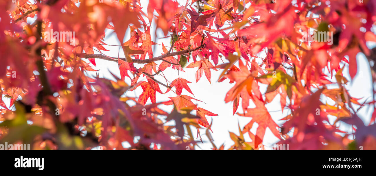 Herbst Ahorn Blätter, bis wir in einen Wald im Herbst Stockfoto