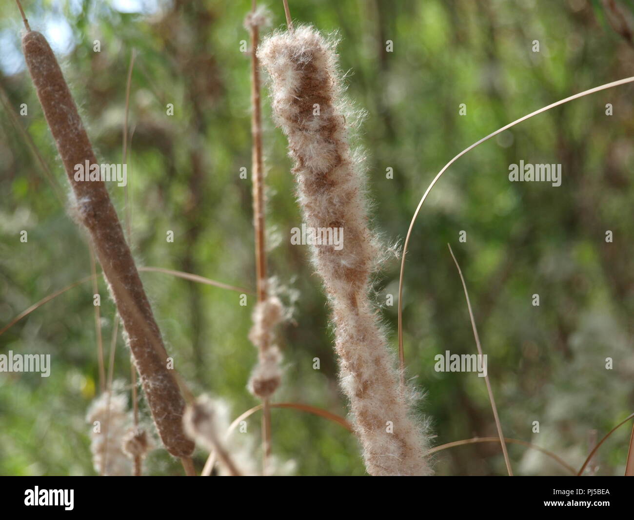 Zeichen, Sprechen, Gehen, Wave, Roll, Quack und Singen Stockfoto