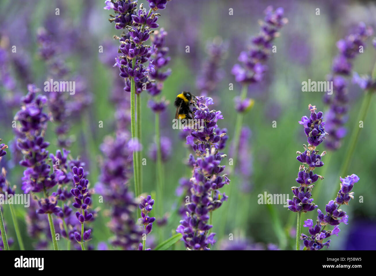 Weiß Gebändert-tailed Hummel am Lavendel Blume. Wahrscheinlich ein Garten Hummeln (Bombus hortorum) auf eine Blume von Lavendel. L. angustifolia. Stockfoto
