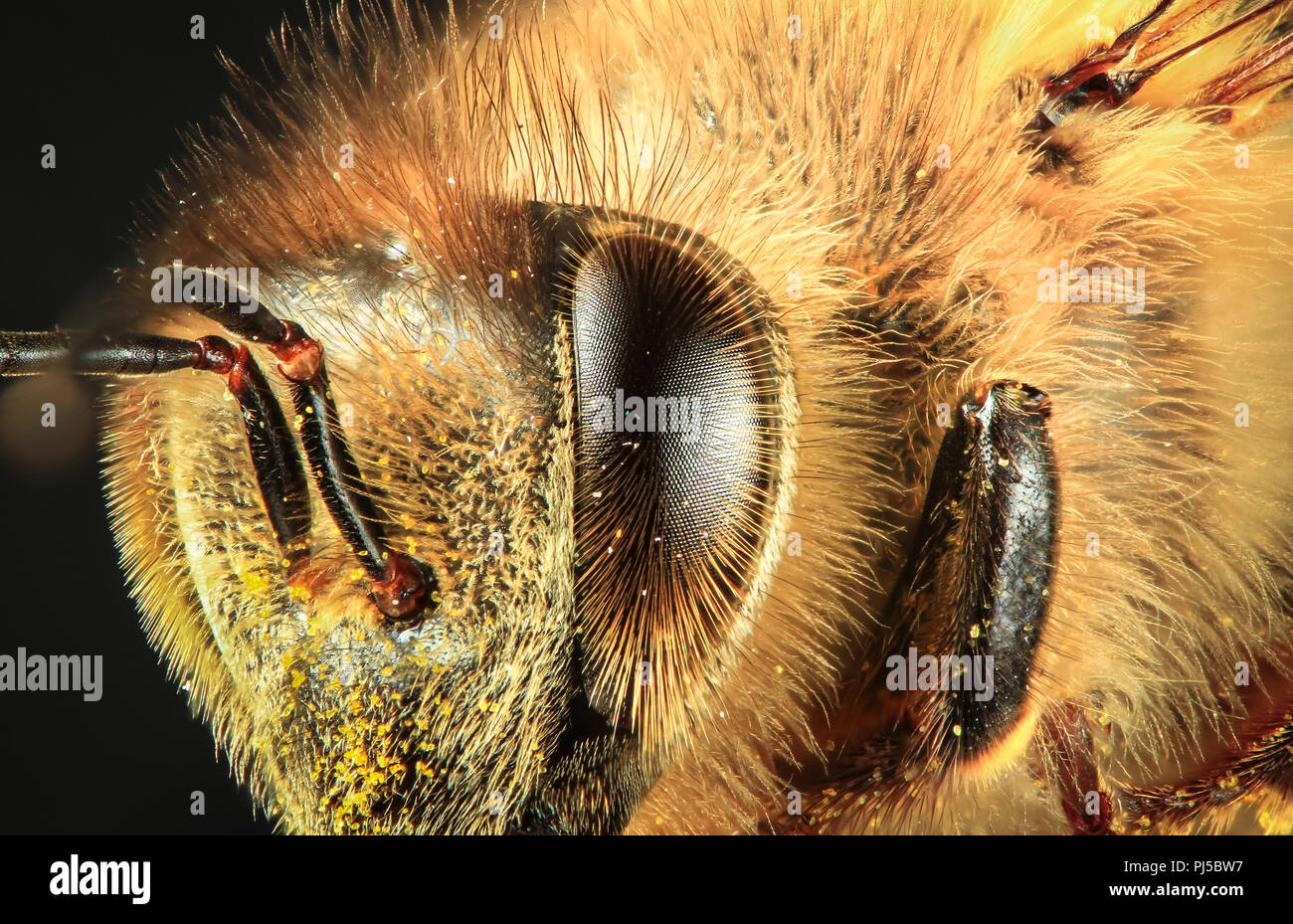 Detailansicht der Augen und Gesicht der westlichen Honigbiene (Apis mellifera). Stockfoto