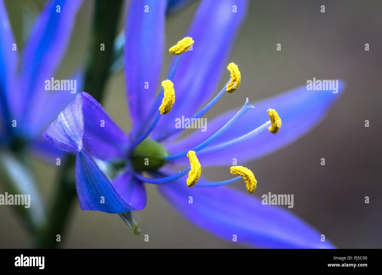 Leuchtend gelben Antheren einer gemeinsamen Camas (Camassia quamash) in der Nähe von Portland, Oregon. Stockfoto