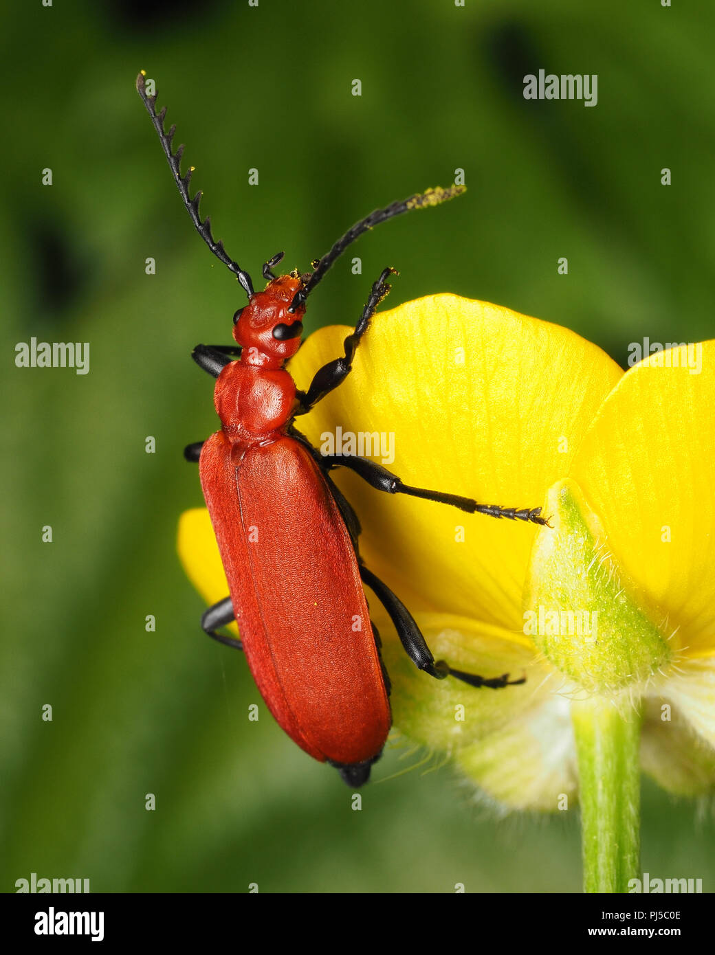Rothaarige Kardinal Käfer (Pyrochroa serraticornis) bis kriechenden Hahnenfuß Blume. Tipperary, Irland Stockfoto