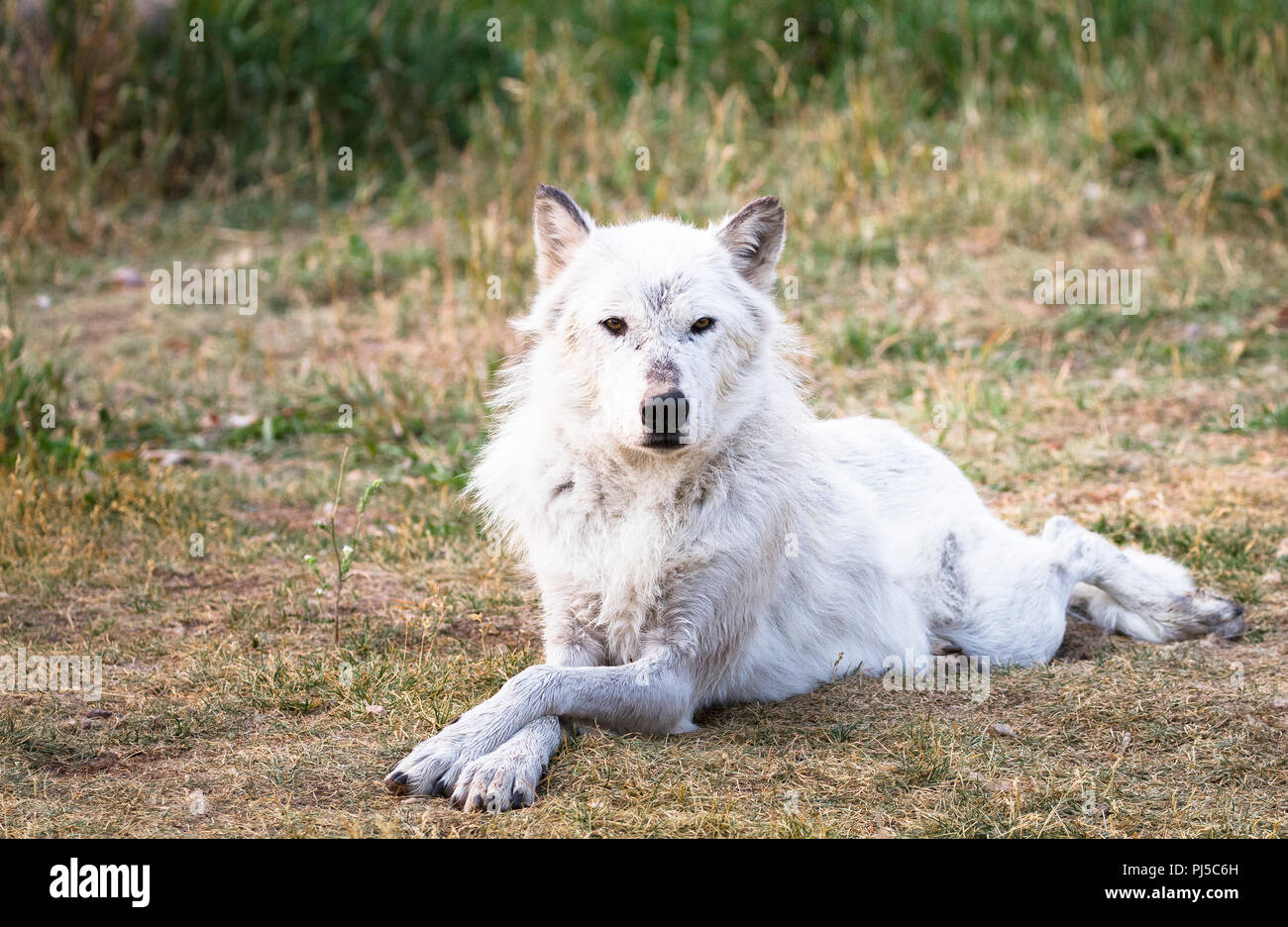 Ein weiblicher grauer Wolf (Canus lupus) auf dem Boden liegt in einer Fotogenen darstellen. Stockfoto