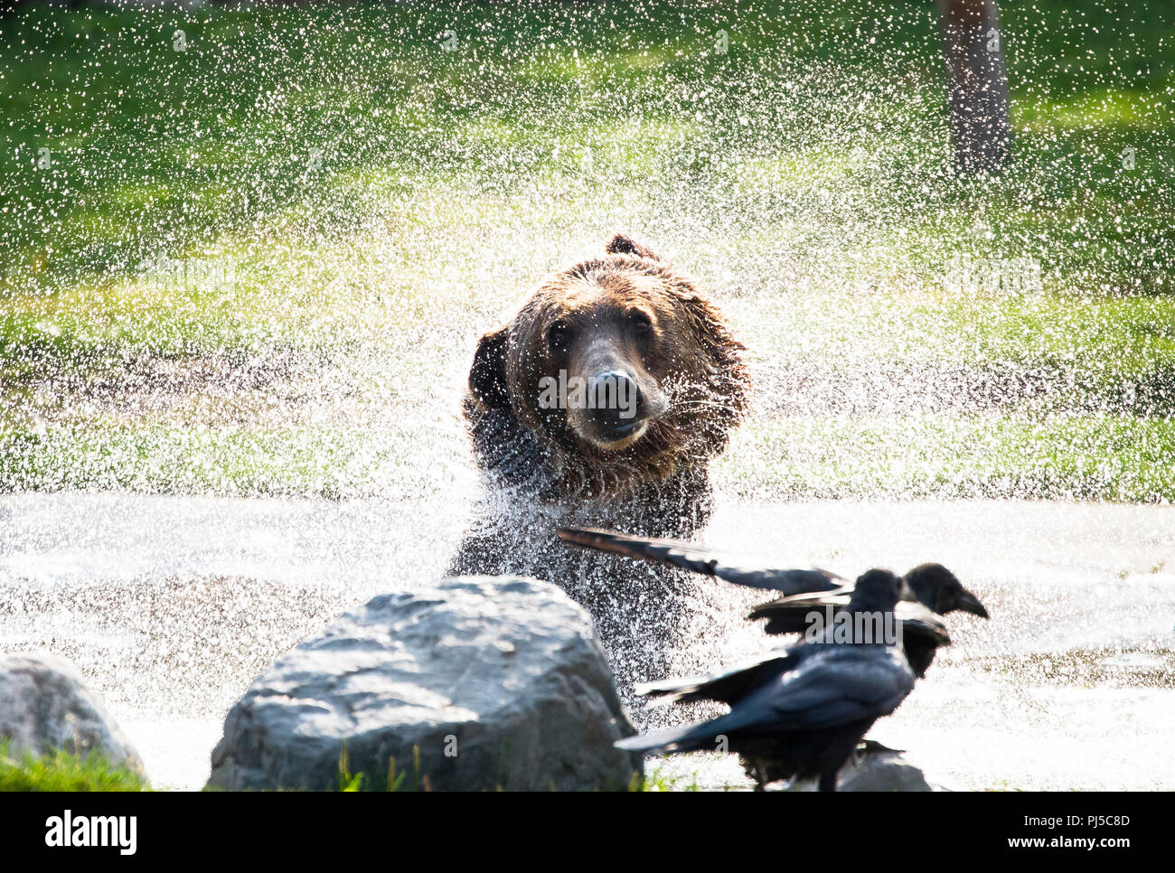 Ein erwachsener Braunbär (Ursus arctos Horribilis) schüttelt das Wasser aus einem Teich. Stockfoto