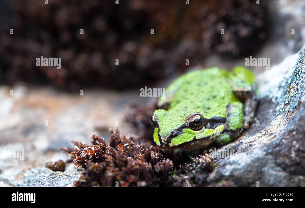 Eine Pazifische chorus Frosch, auch als Pacific treefrog (Pseudacris regilla), sitzt unter den Rock und streamside Vegetation in die Columbia Hills historischen S Stockfoto