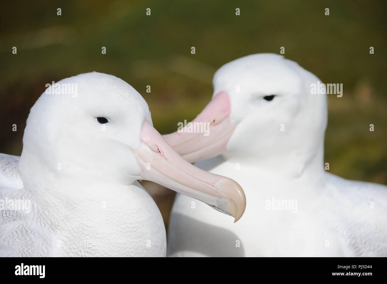 Ein paar der Wanderalbatrosse zusammen auf Bird Island, South Georgia Stockfoto