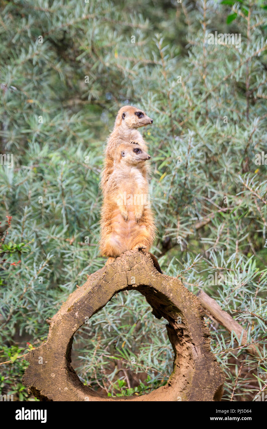 Zwei Erdmännchen oder erdmännchen (Suricata suricatta), Sentry und gegen neutrale Anlage Hintergrund halten Stockfoto Zwei Erdmännchen oder erdmännchen (Suricata suricatta), Sentry und gegen neutrale Anlage Hintergrund halten Stockfoto