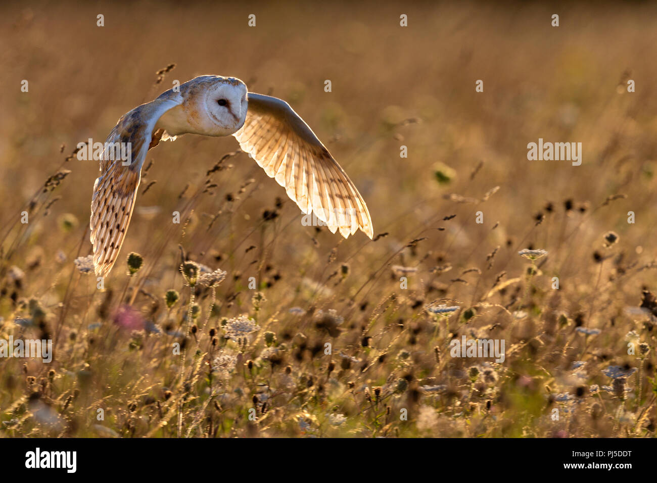 Schleiereule im Flug am frühen Abend Sonnenlicht mit Hintergrundbeleuchtung Stockfoto
