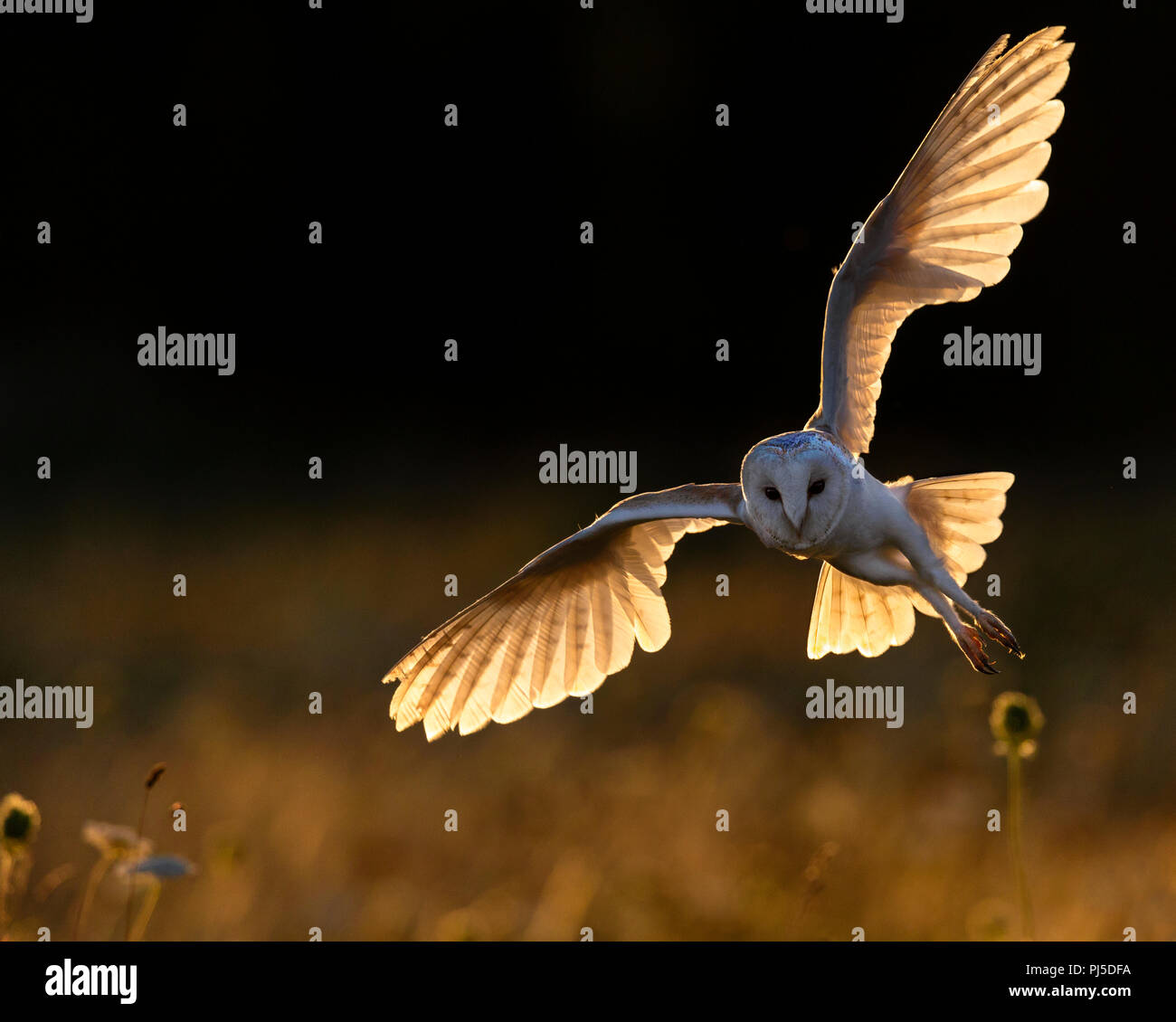 Schleiereule im Flug am frühen Abend Sonnenlicht mit Hintergrundbeleuchtung Stockfoto