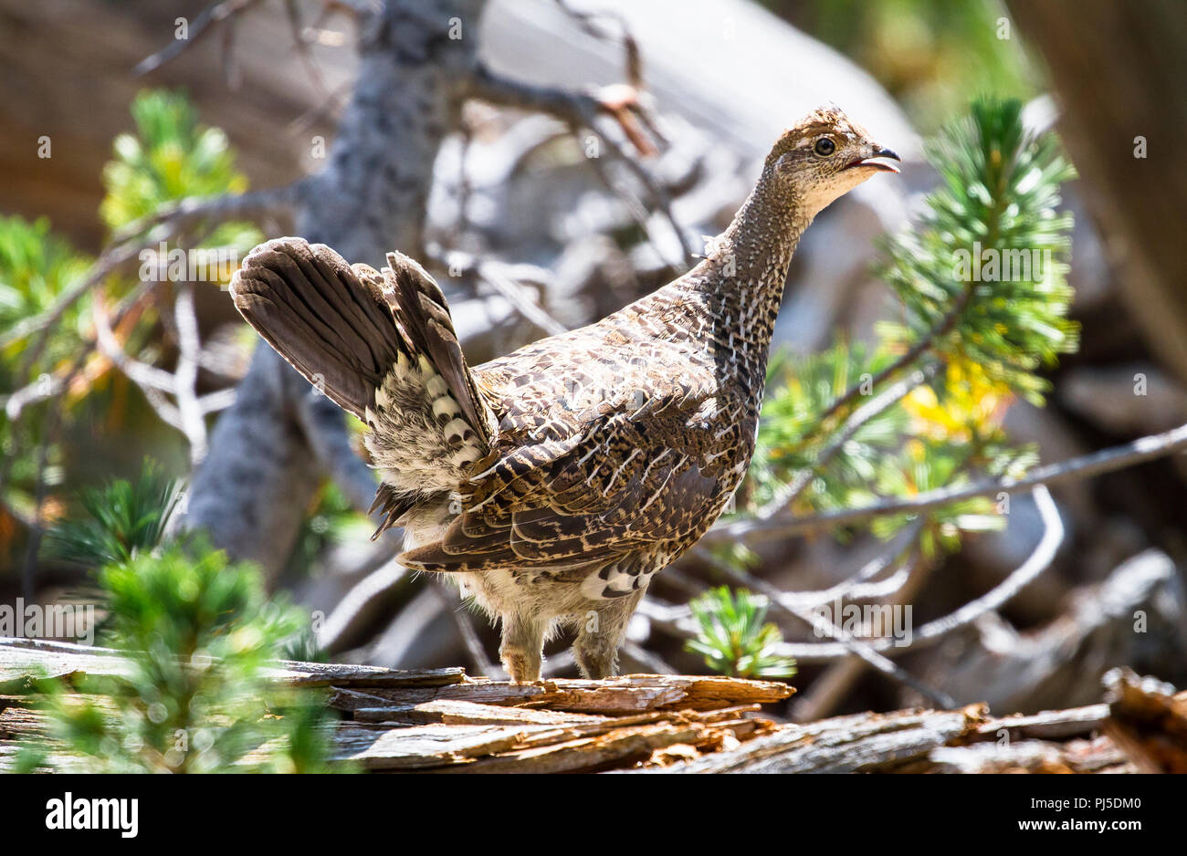 Eine Vari Grouse (Bonasa umbellus) Spaziergänge entlang einer an einem sonnigen Tag im Yellowstone Nationalpark, Wyoming anmelden. Stockfoto