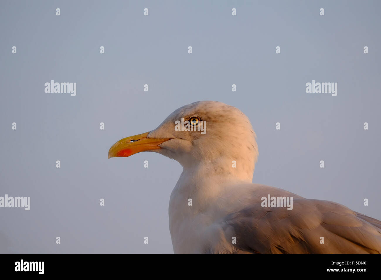 Profil Ansicht stirnseite der Europäischen Silbermöwe in frühen Abend Stockfoto Profil Ansicht stirnseite der Europäischen Silbermöwe in frühen Abend Stockfoto
