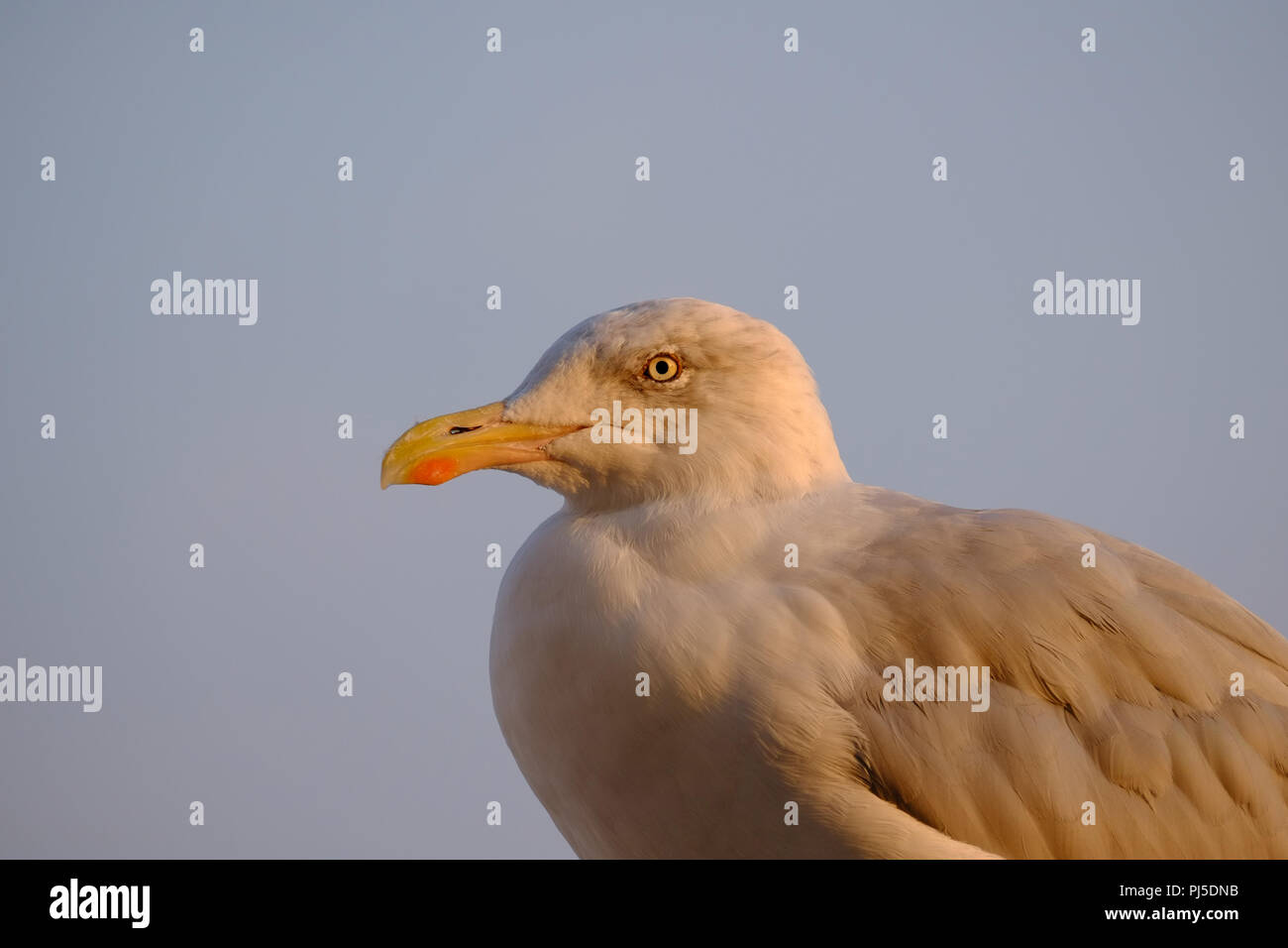 Profil Ansicht stirnseite der Europäischen Silbermöwe in frühen Abend Stockfoto Profil Ansicht stirnseite der Europäischen Silbermöwe in frühen Abend Stockfoto