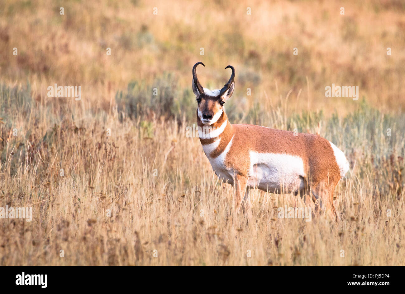 Ein pronghorn (Antilocapra americana) Spaziergänge durch ein trockenes Gras Feld in Yellowstone National Park, Wyoming. Stockfoto