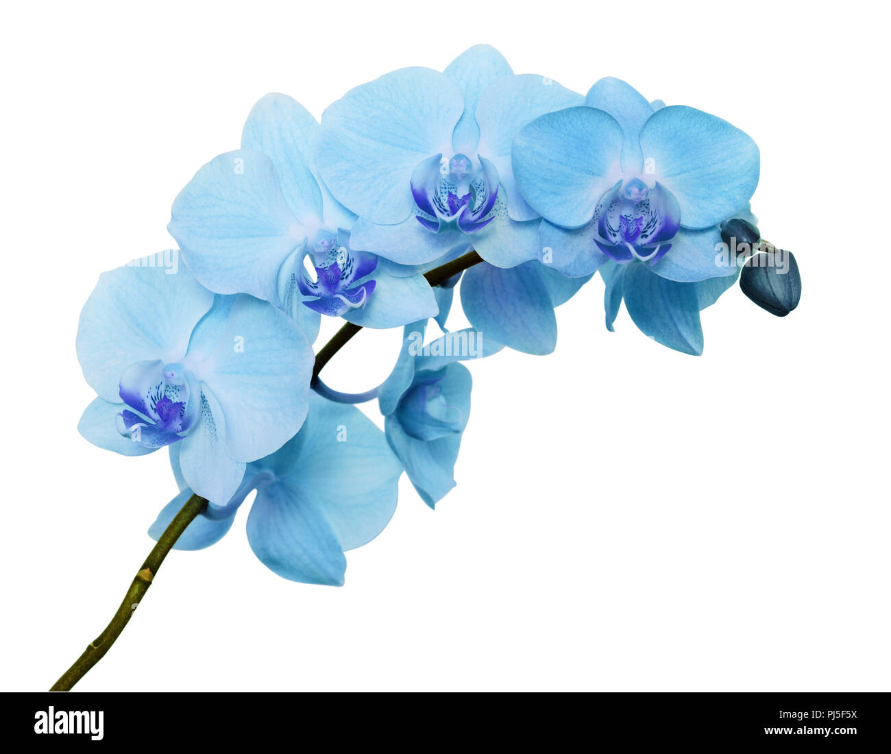Blaue Orchidee Blumen Auf Weissem Hintergrund Stockfotografie Alamy
