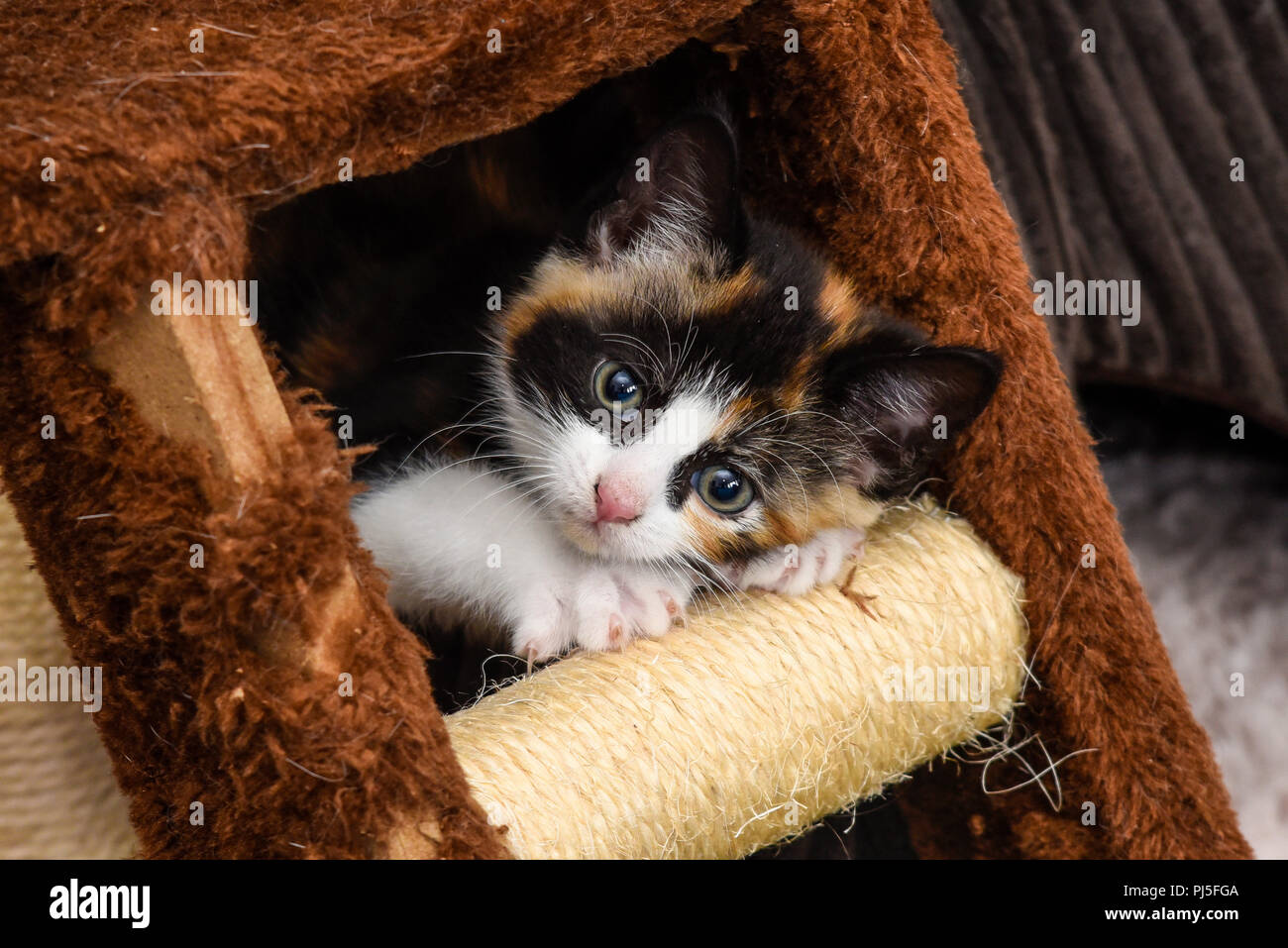 Schildpatt Kätzchen. Acht Wochen alt. Hallenbad Haustier klettern auf einen Kratzer Leiter. Niedlich. Tricolor, dreifarbig Schildpatt weiße Frau junge Katze. Calico Stockfoto