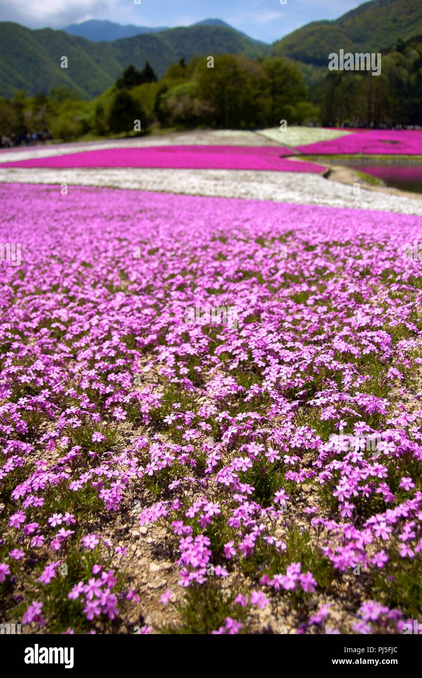 Shiba-sakura Festival in der Nähe des Fuji. Stockfoto