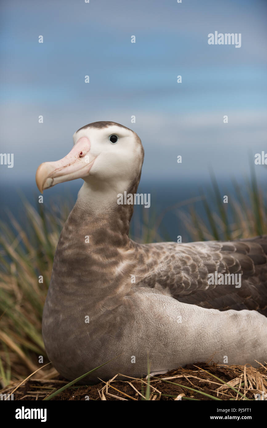 Eine wunderschöne junge Frau Wanderalbatross (Diomedia exulans) auf Bird Island, South Georgia im Sub - Antarktis. Stockfoto
