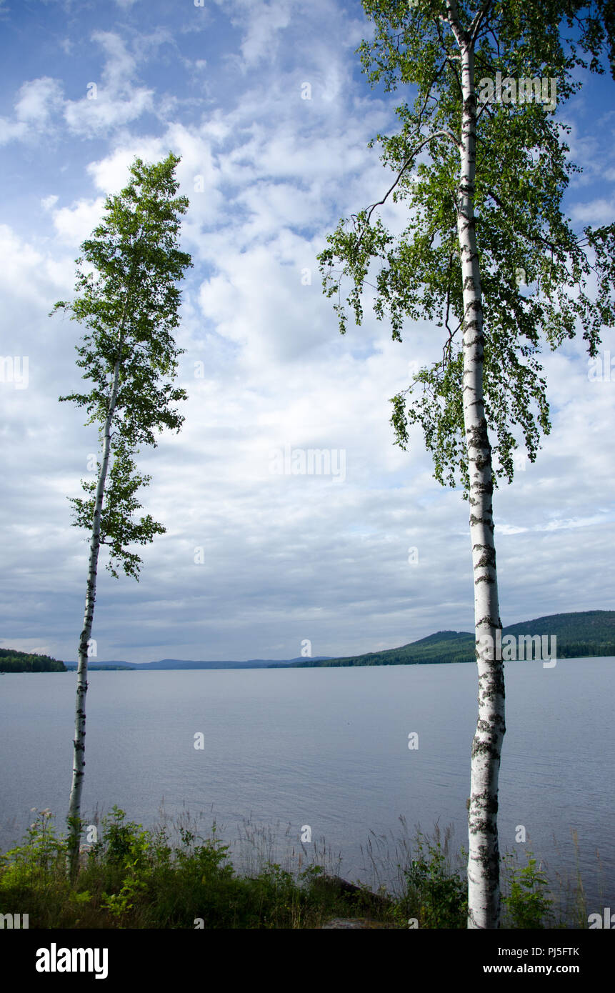 Ein duo aus birke - Bäume am See Harnebo in Schweden Stockfoto