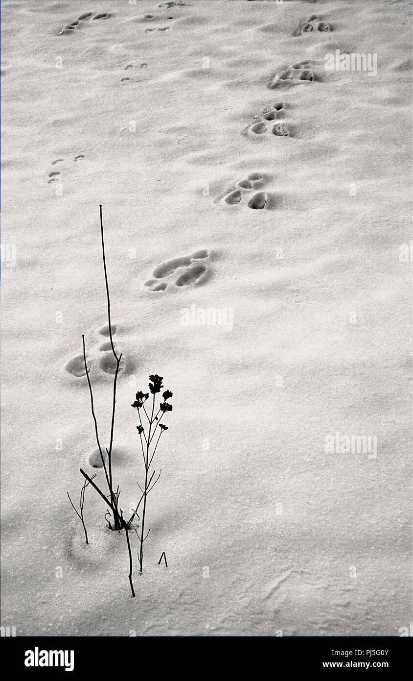 Digitale zusammengesetzte Bild von Kaninchen Spuren im Schnee und ein Unkraut im Winter. Stockfoto