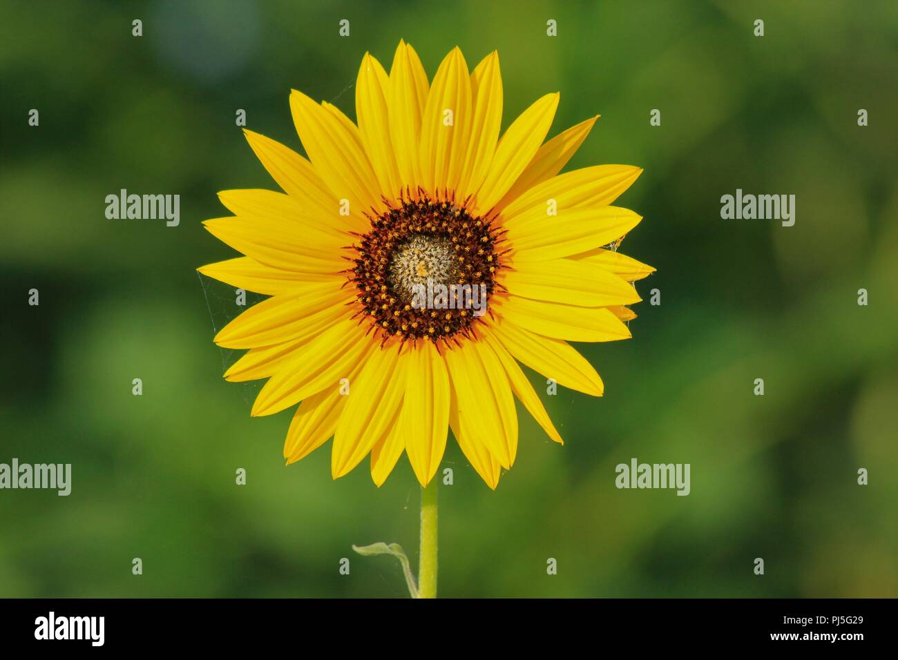Bunte wilde Sonnenblume schuss Nahaufnahme mit einem grünen Boden zurück in Kansas. Stockfoto