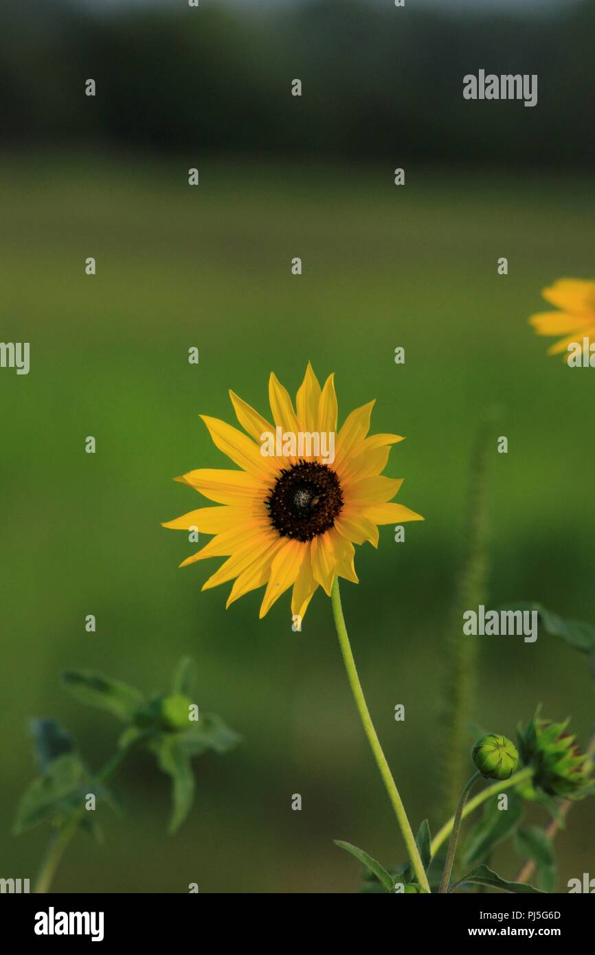 Bunte wilde Sonnenblume schuss Nahaufnahme mit einem grünen Boden zurück in Kansas. Stockfoto