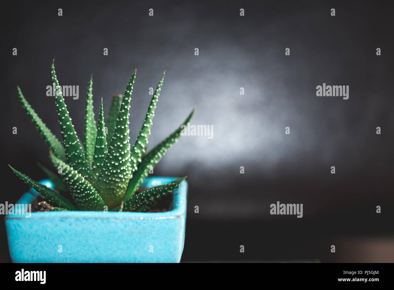 Zebra Cactus Stockfoto