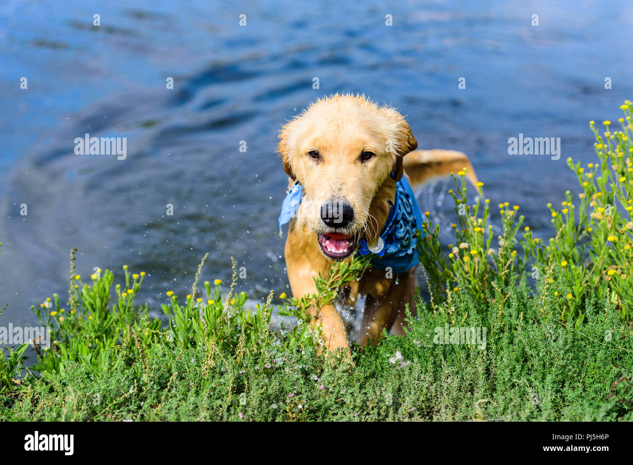 Laguna Niguel, CA. Golden Retreiver Welpen spielen und baden in Laguna Niguel Regional Park in Orange County, CA am Tag der Arbeit, 3. September 2018. Cr Stockfoto