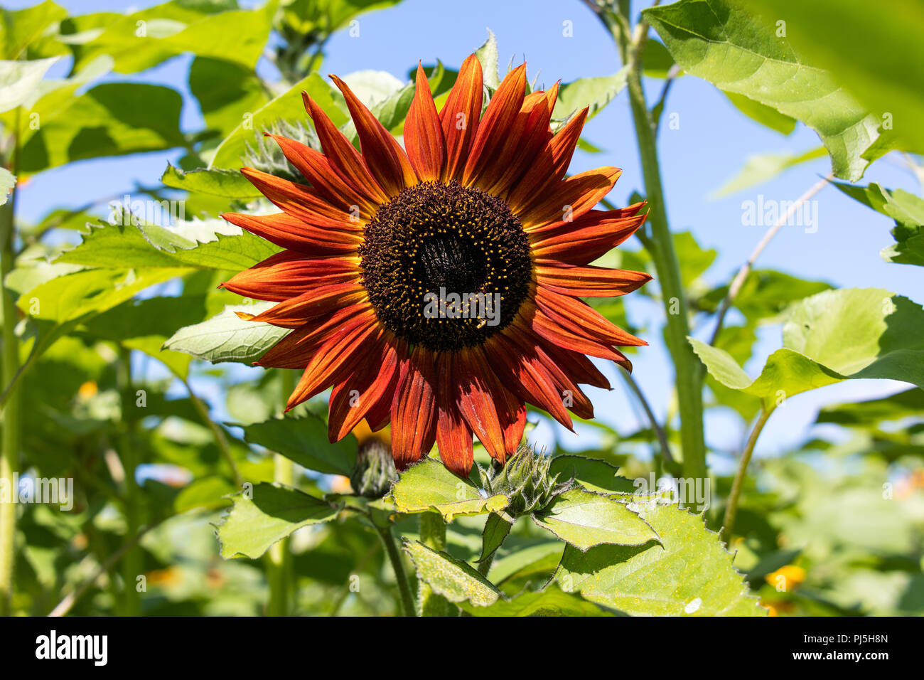 Schönen dunklen rot blühenden Sonnenblumen Nahaufnahme Stockfoto