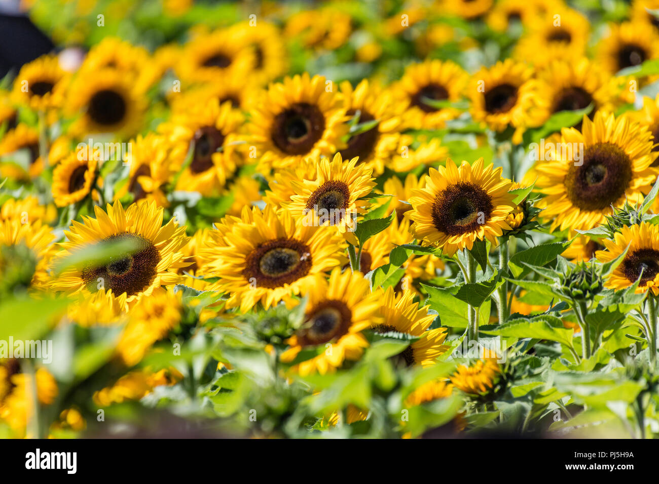 Sehr schönes, helles gelb blühenden Sonnenblumen, Bauernhof Feld. Stockfoto