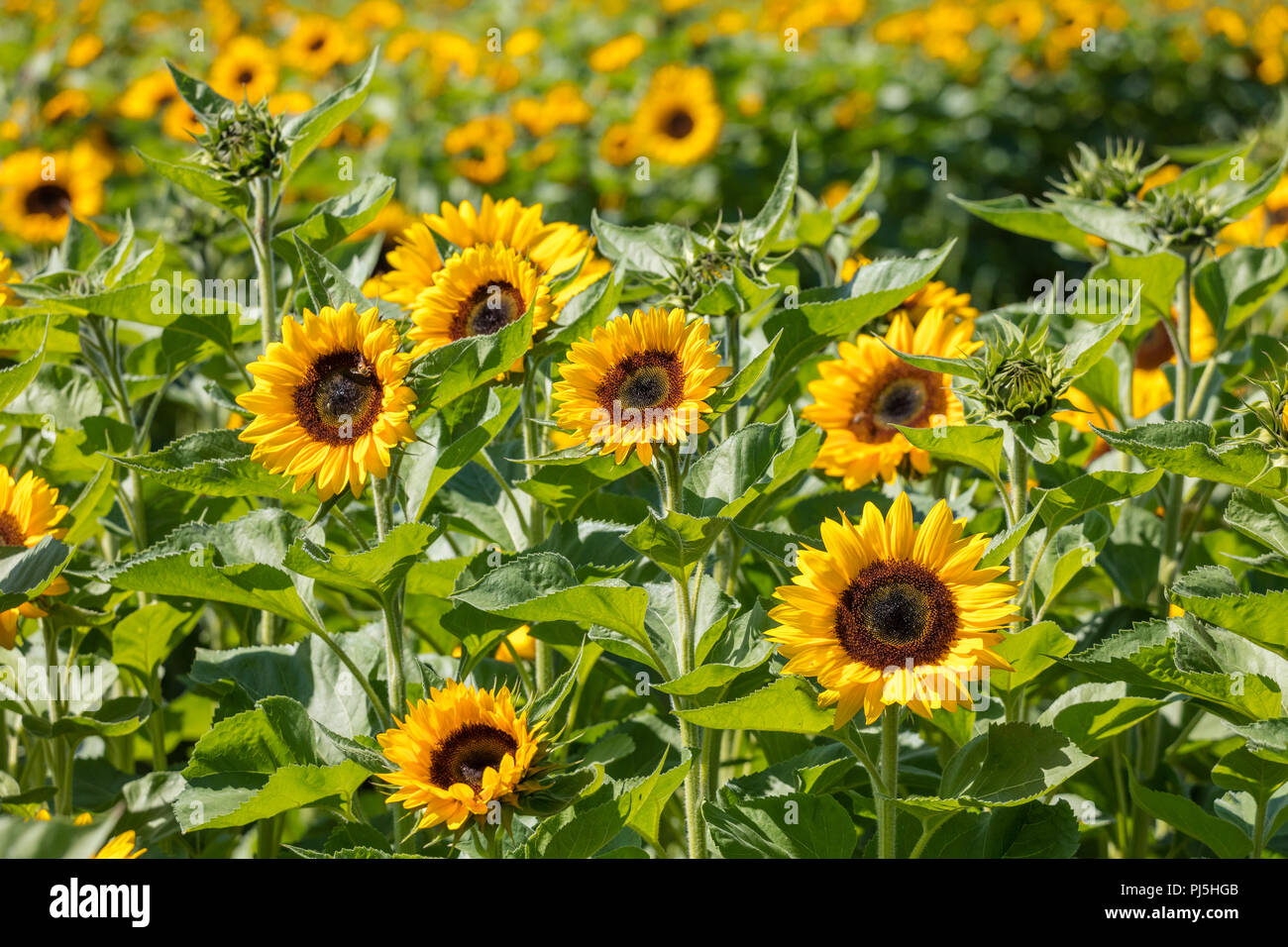 Sehr schönes, helles gelb blühenden Sonnenblumen Nahaufnahme Stockfoto