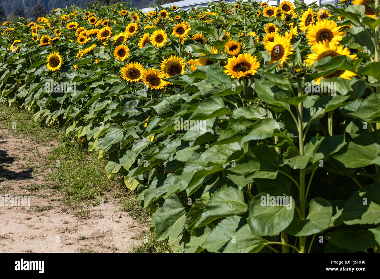 Sehr schönes, helles gelb blühenden Sonnenblumen, Bauernhof Feld. Stockfoto