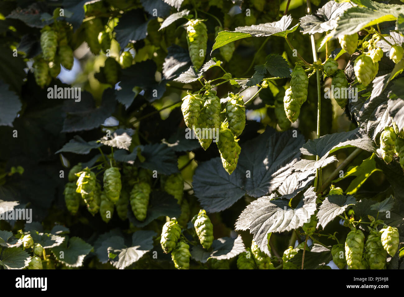 Reif grün hop Blume in BC Kanada Stockfoto