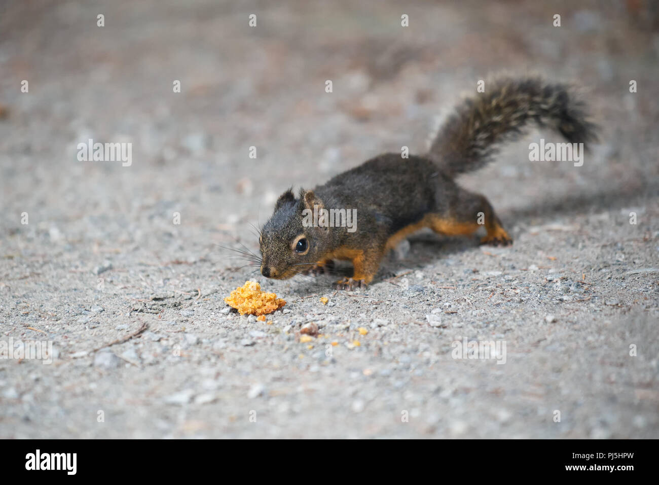 Douglas Eichhörnchen geruch Essen, BC Kanada Stockfoto