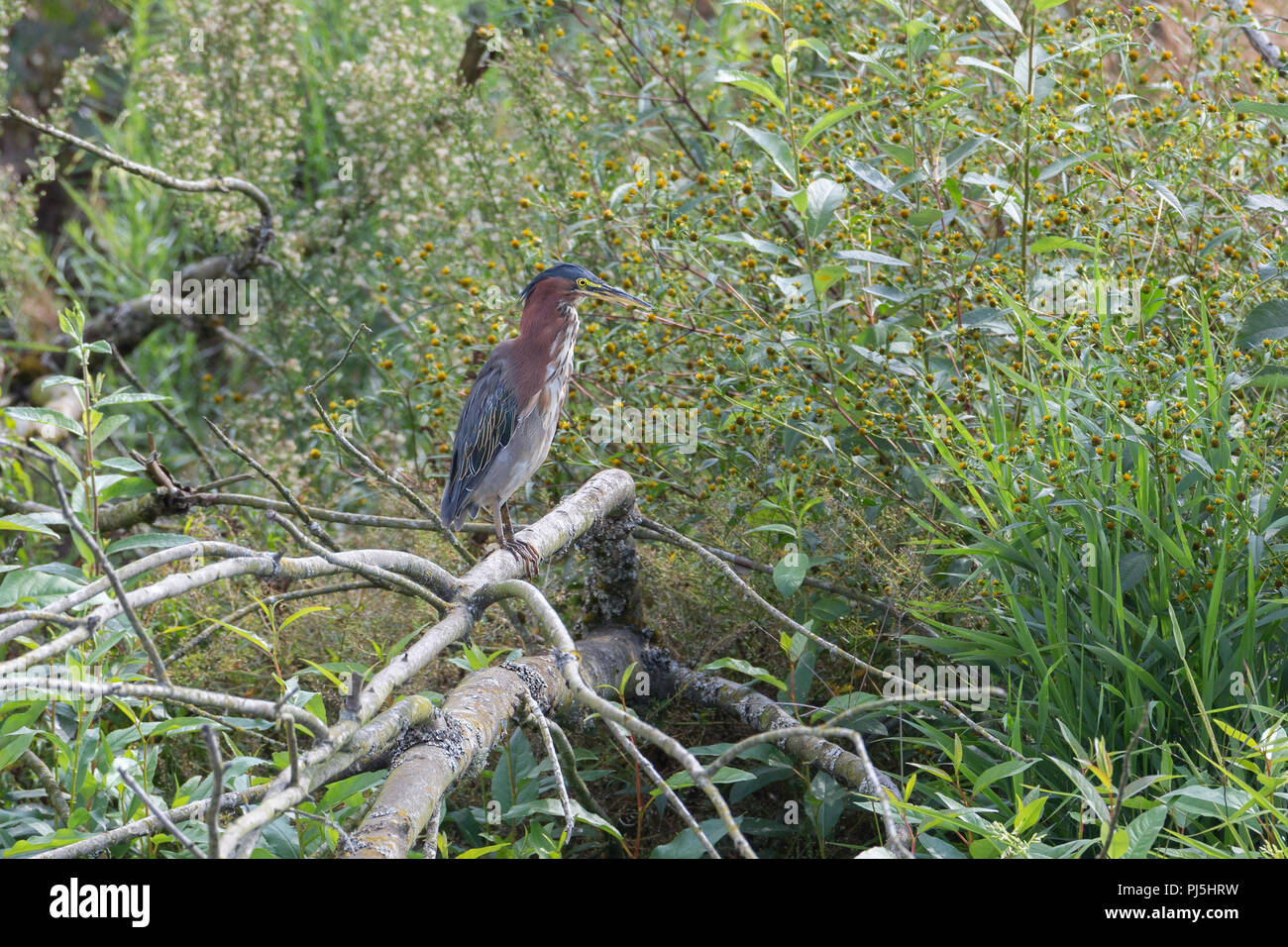 Green Heron Vogel bei Vancouver BC Kanada Stockfoto